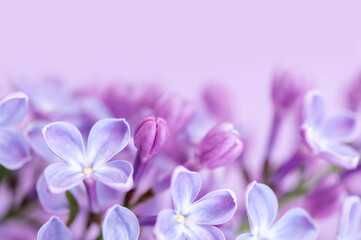 Fototapeta na wymiar Macro image of lilac purple flowers