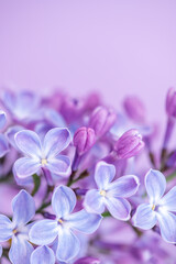Lilac flowers close-up on a blurred background. Bouquet of purple flowers. vertical photo
