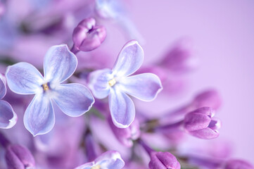 Naklejka na ściany i meble Macro image of spring lilac purple flowers, abstract soft floral background