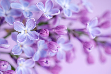 Beautiful lilac flowers branch on a natural background, soft selective focus.