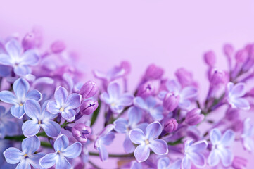 Fototapeta na wymiar Spring blue lilac flowers close-up on blurred background.