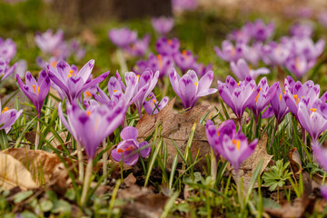 Purple beautiful blooming crocuses in spring against the background of grass