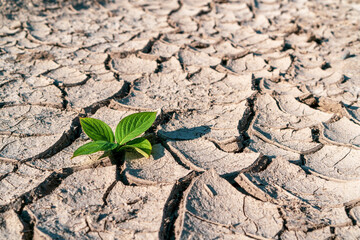 Green newborn sprout on chapped soil