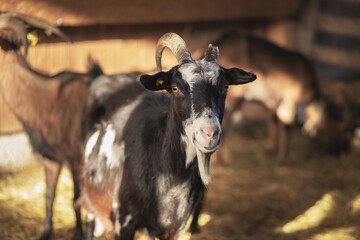 Goat on animal farm.High quality photo.