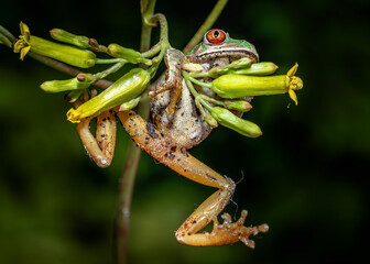 Naklejka premium Tree frog fall off flower