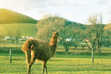 Alpaca on animal fram.High quality photo.