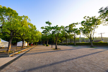 イベント開催日の早朝　代々木公園ケヤキ並木