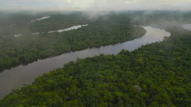 The Amazonian forests of Loreto in Peru, have a lot of vegetation and in many cases are not flooded by rivers, igapos or varzea are common terms for these floodable forests in the Peruvian Amazon