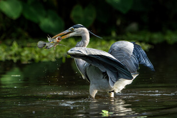 heron with fish