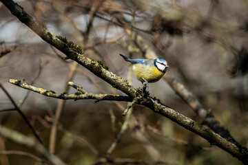 blue tit