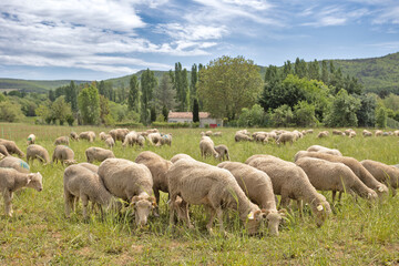 troupeau de moutons dans un près