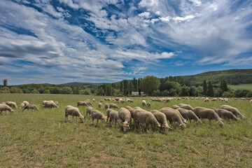 Fototapeta premium troupeau de moutons dans un près