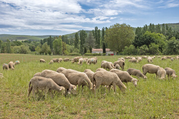Obraz premium troupeau de moutons dans un près