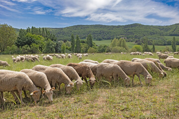 troupeau de moutons dans un pr&egrave;s