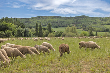 Naklejka na ściany i meble troupeau de moutons dans un près