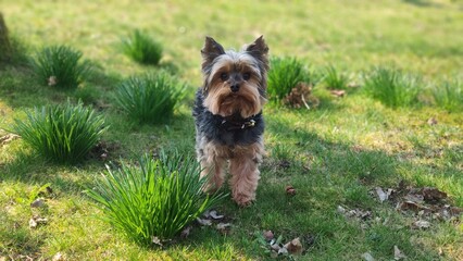 Yorkshire Terrier on green meadow in the garden daytime green weed