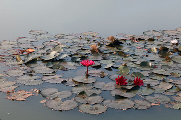 water lily red lotus blooming on water, aquatic plant.