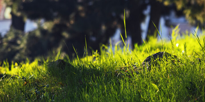 grass on the glade in morning light. natural park background. spring season