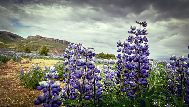 Wonderful nature of Iceland. Icelandic violet blooming flowers (Lupins) in scenic view with mountains on background. typical image of Iceland
