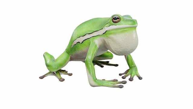 3d animation of American Green Tree Frog, calling, seamless loop, Luma Matte included