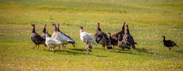 Turkeys walk on the grass in a green meadow in a pasture. Animal husbandry and agriculture in the mountains. Handsome male turkey close-up.