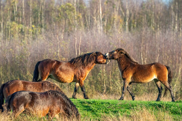 Two fighting wild brown Exmoor ponies, against a forest and reed background. Biting, rearing and hitting. two horse partially in the foreground. Selective focus, lonely, two animals, fight, stallion