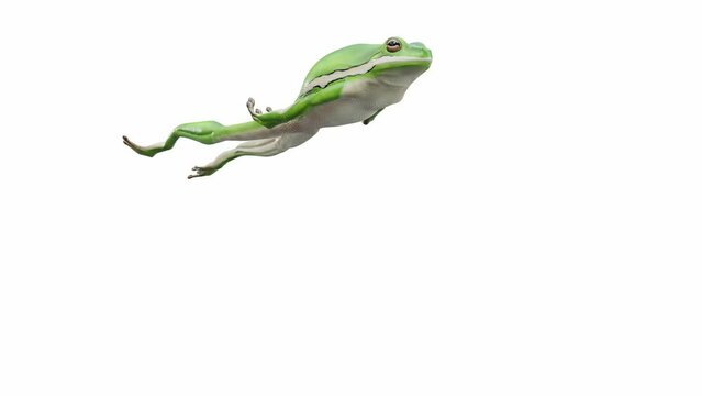 3d animation of American Green Tree Frog, jumping, seamless loop, Luma Matte included