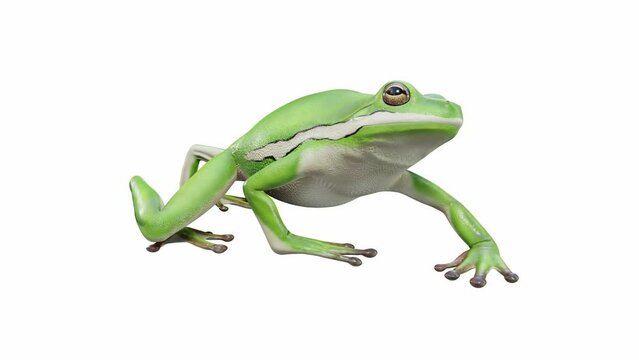 3d animation of American Green Tree Frog, walking, seamless loop, Luma Matte included