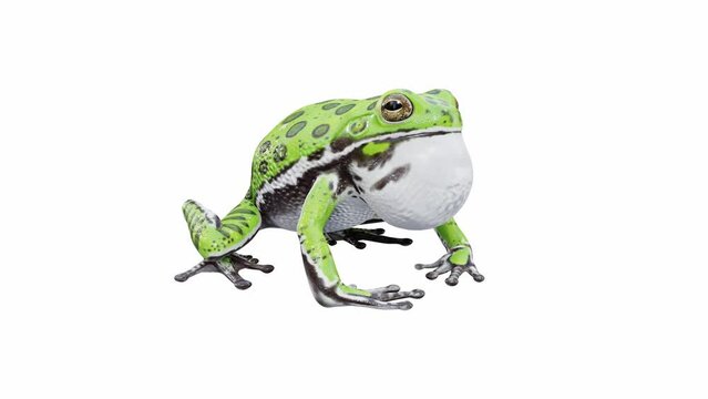 3d animation of Barking Tree Frog, calling, seamless loop, Luma Matte included