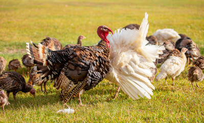 Turkeys walk on the grass in a green meadow in a pasture. Animal husbandry and agriculture in the mountains.