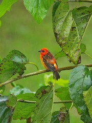 Red Fody bird perching on blackberry tree in rain - Foudia Madagascariensis 