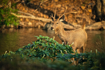 Sambar Deer from Ranthambore