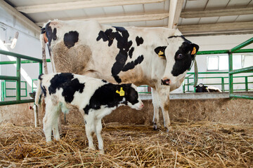 industrial livestock. cows in cattle farm