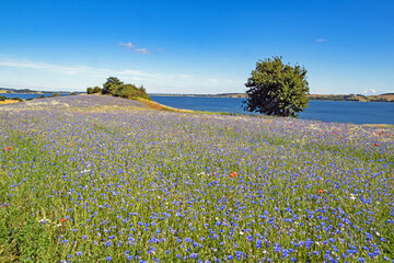 Blick auf ein Feld mit blau blühenden Kornblumen und der Ostsee im Mönchgut auf Rügen,...