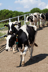 Fototapeta premium industrial livestock. cows in cattle farm