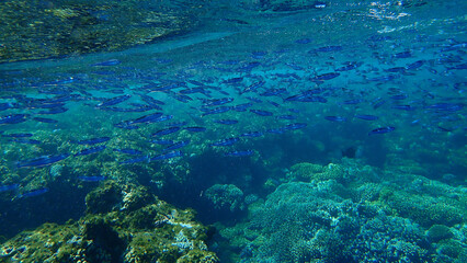 Fototapeta na wymiar Robust silverside or hardyhead silverside (Atherinomorus lacunosus) undersea, Red Sea, Egypt, Sharm El Sheikh, Nabq Bay 