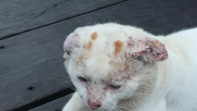 video selectively focus on the cat's ears affected by the fungus. soft focus