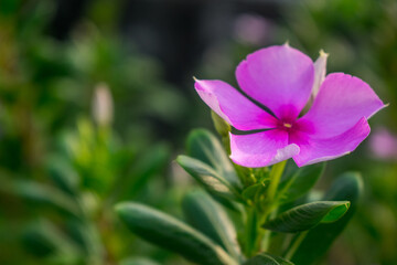 Pink Madagascar periwinkle flower with a background of green leaves as decoration of garden. Close-up shoot. Concept of nature for design.