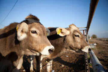 industrial livestock. brown cows in cattle farm