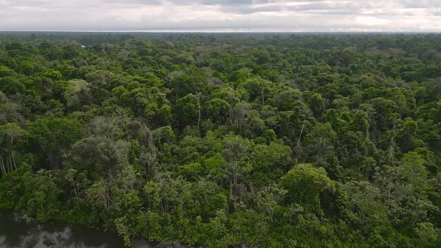 The Amazonian forests of Loreto in Peru, have a lot of vegetation and in many cases are not flooded by rivers, igapos or varzea are common terms for these floodable forests in the Peruvian Amazon