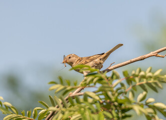 sparrow holding an insect in its beak