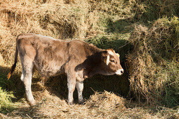 Fototapeta premium industrial livestock. calves in cattle farm