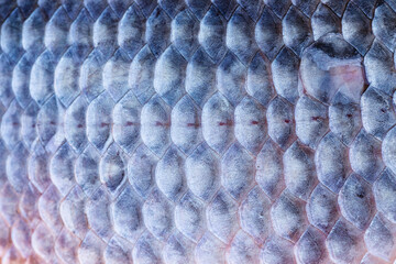Fish scales background. Close-up of the scales of a crucian fish. Texture of fish scales. © Oleksandr