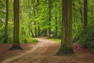 Beautiful spring forest, fresh and green, after the rain. Path through the woods. Twicklerbos, the Netherlands. - 603308174