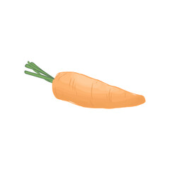Carrot Vector Illustration Isolated on White Background