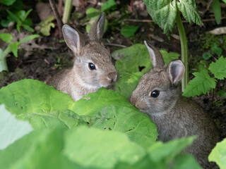 Zwei Wildkaninchen fressen gemeinsam