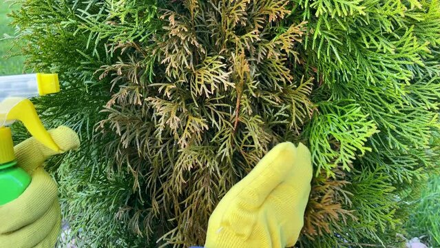 A gardener sprays a tuya bush with yellow needles from a garden spray. Pest protection and care of coniferous trees. Seasonal garden work concept.
