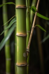 Obraz premium Bamboo tree closeup. Generative AI