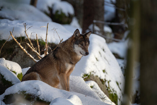 Pack of wolf in the winter's forest. Eurasian wolf are relaxing in the wood. European wildlife.