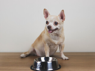 Portrait of Hungry chihuahua dog sitting on wooden floor  with empty dog food bowl, looking to his owner asking for food.
